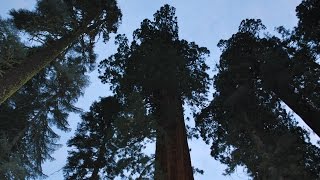 QUEST Giant Sequoias Face Drought [upl. by Earezed]