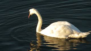 Mute Swan Cygnus olor Knobbelzwaan Landtong Rozenburg ZH the Netherlands 5 Oct 2024 12 [upl. by Feld]