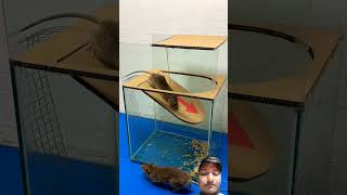 Best homemade mouse trap ideas at home  Creative mouse trap rattrap ratmousetrap shorts [upl. by Chicky999]