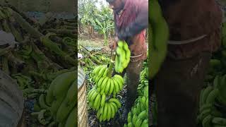 Banana 🍌 Cutting and packing part 159 [upl. by Farmelo]