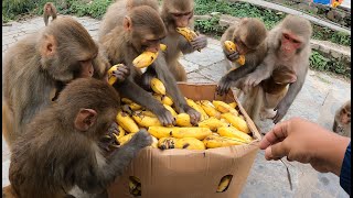 A group of monkeys eat banana  feeding banana [upl. by Florida796]