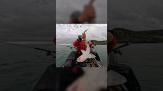 Wrestling with a shark  kayakfishing shark fishing fishingmethods kayak bullhuss nursehound [upl. by Lipski]