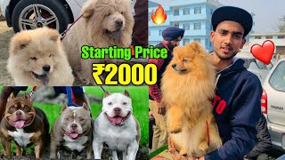 Cheapest Dogs Market In india  WholesaleRetail  PitbullAmerican BullyLhasa Suraj chauhan [upl. by Nyllij]