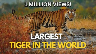 Largest Tiger in the World [upl. by Lucas78]