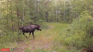 Moose spotted in Chinas Heilongjiang [upl. by Wachtel]