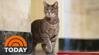 Meet Willow Biden The New ‘First Cat’ Of The White House [upl. by Einnaf]