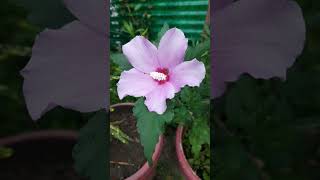 Purple hibiscus first flower first day Navratri enjoylifesimple celebration  Jay Mata Di💐🙏 [upl. by Akirea]