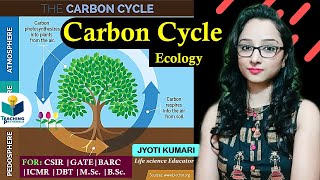 Carbon Cycle In Hindi  Biogeochemical Cycle  Teaching Pathshala [upl. by Eelrahc]