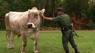 Warden Corrals Runaway Oxen  North Woods Law [upl. by Kcajyllib]