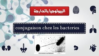 conjugaisoncours de génétique bactérienne partie 2 البيولوجيا بالدارجة [upl. by Atalaya711]