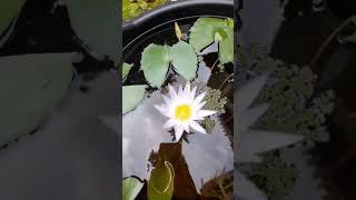 Douban DM 918848850227 to Order floweringplants douban whitelily nature tropicalwaterlily [upl. by Ameen636]