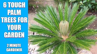 6 tough palm trees for your garden [upl. by Refinej]