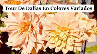 TOUR En Un JARDÍN🪴Lleno De DALIAS NATURALES 🌼 De COLORES VARIADOS I Septiembre 2024🏪 [upl. by Lemrej]