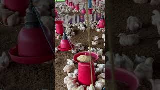 Broiler poultry farm 10000 kaa set hai Ready feed kaisay banay smprk kaya [upl. by Atiana]