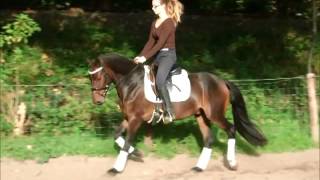 DARK MOON 3j Deutsches Reitpony v FS Dont Worry Henry VB 7500 Euro [upl. by Heins]