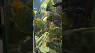 Love my Nimbochromis oscartank fishtank aquarium fishaquarium cichlid fishbowl cleantank [upl. by Trudi]