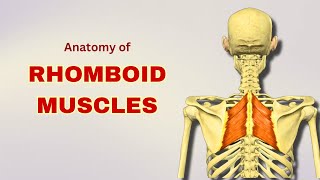 Rhomboid Muscles Anatomy  Extrinsic Back Muscles  Doctor Speaks [upl. by Ajiram]