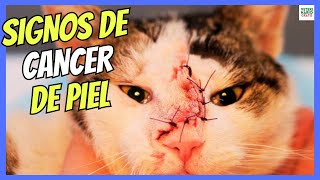 🔴 ¿COMO SABER SI MI GATO TIENE UN CÁNCER DE PIEL SINTOMAS DEL CANCER DE PIEL EN GATOS 🔴 [upl. by Dewhirst645]