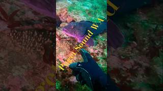 Puget Sound Washington 🐟 🌊 🤿 😁 pugetsound pacificnorthwest washington scubadiving scuba fun [upl. by Nwahsyd633]