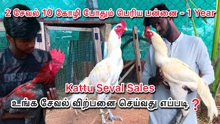 Kattu seval sales  Peruvedai koli pannai  koli valarpu murai  poultry farm tamil kattuseval [upl. by Hospers]