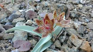 Fritillaria falcata [upl. by Moriyama]