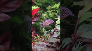 This song is obsolete because science see description for species corydoras aquarium cute [upl. by Porush]