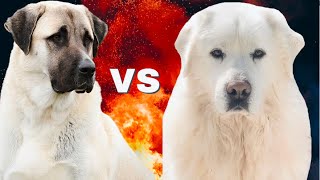 Great Pyrenees vs KangalKangal vs Pyrenean Mountain Dog [upl. by Aiekahs]