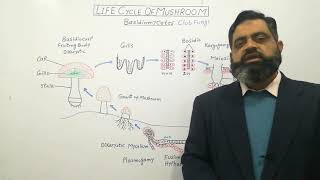 Basidiomycetes English medium profmasoodfuzail Life Cycle of Mushroom English medium [upl. by Akenaj]