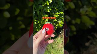 I am a tomato 🍅🍅🍅 squishy diy crafts [upl. by Inatirb]