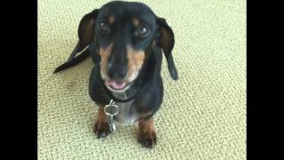 Funny Dachshund Talking  Dachshund Cody [upl. by Suicul]