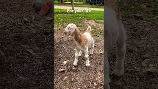 Chasing you down goats funny babygoats livestock goatstuff farmlife goatlife goatfarm funy [upl. by Resay323]