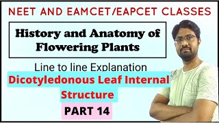 Dorsiventral Leaf  Dicot Leaf Internal Structure  Anatomy of Flowering Plants  PART 14 [upl. by Uis617]