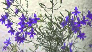 Consolida regalis  Larkspur [upl. by Roslyn256]