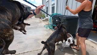 Cane Corso Unexpectedly Attacks Family Friend’s Dog  Karen Corsos [upl. by Cotter]