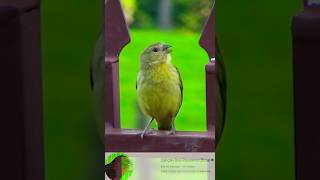 Canto da Fêmea do Canário da Terra para Esquentar o Macho viral aves passaros birds canario [upl. by Call]