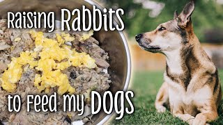 Raising RABBITS to feed my DOGS  NRC Balanced dog food  Feeding dogs naturally [upl. by Atirres]