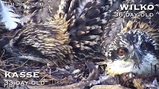 172🦅Osprey Nest／Port Lincoln Osprey Live Stream [upl. by Inoj]