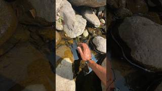 Les poissons se retrouvent bloqués 😰 nature exploration vlog humour wild wildlife [upl. by Fritzie]