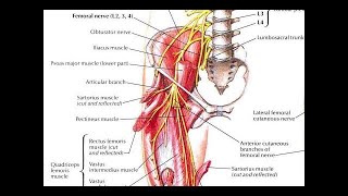 How to stretch the pectineus muscle correctly Treatment for groin tightness femoralgia pubalgia [upl. by Farra]