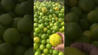 Lemon Plant seedless Chakwal farm property chakwal [upl. by Sudaorb713]