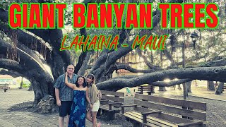 GIANT BANYAN TREES LAHAINA MAUI  HAWAII [upl. by Legna721]