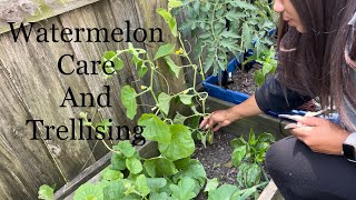 How To Prune Watermelon Cantaloupe Plants  Melon Care Trellising Climbing Plants [upl. by Annelak]