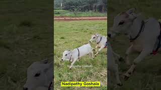 Nadipathy amp Micro cows vlog insta joy animals you artgallery loveanimals Kids happy insta [upl. by Neenej]