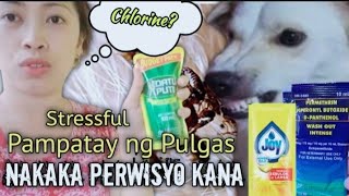 DIY Mabisang Gamot ng Pulgas sa Aso [upl. by Evers]