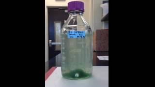 Timelapse of Algae Settling [upl. by Chambers993]