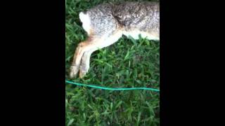 18 Inch Rabbit Shot amp Killed with a Daisy BB Gun [upl. by Reuven]