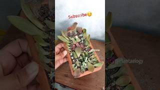 Propagate Succulents from Leaves amp Transplant in Growing Media [upl. by Chelsea]