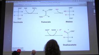 28 Kevin Aherns Biochemistry  Citric Acid Cycle II [upl. by Ahsiken]