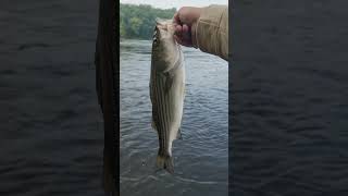 Delaware River Striped Bass Awesome fight 💪 🐟 🎣 fishing gofishing stripedbass awesome big [upl. by Chilton826]