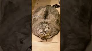 Funny cats videosgraciosos funny gatosgrasiosos [upl. by Anan541]